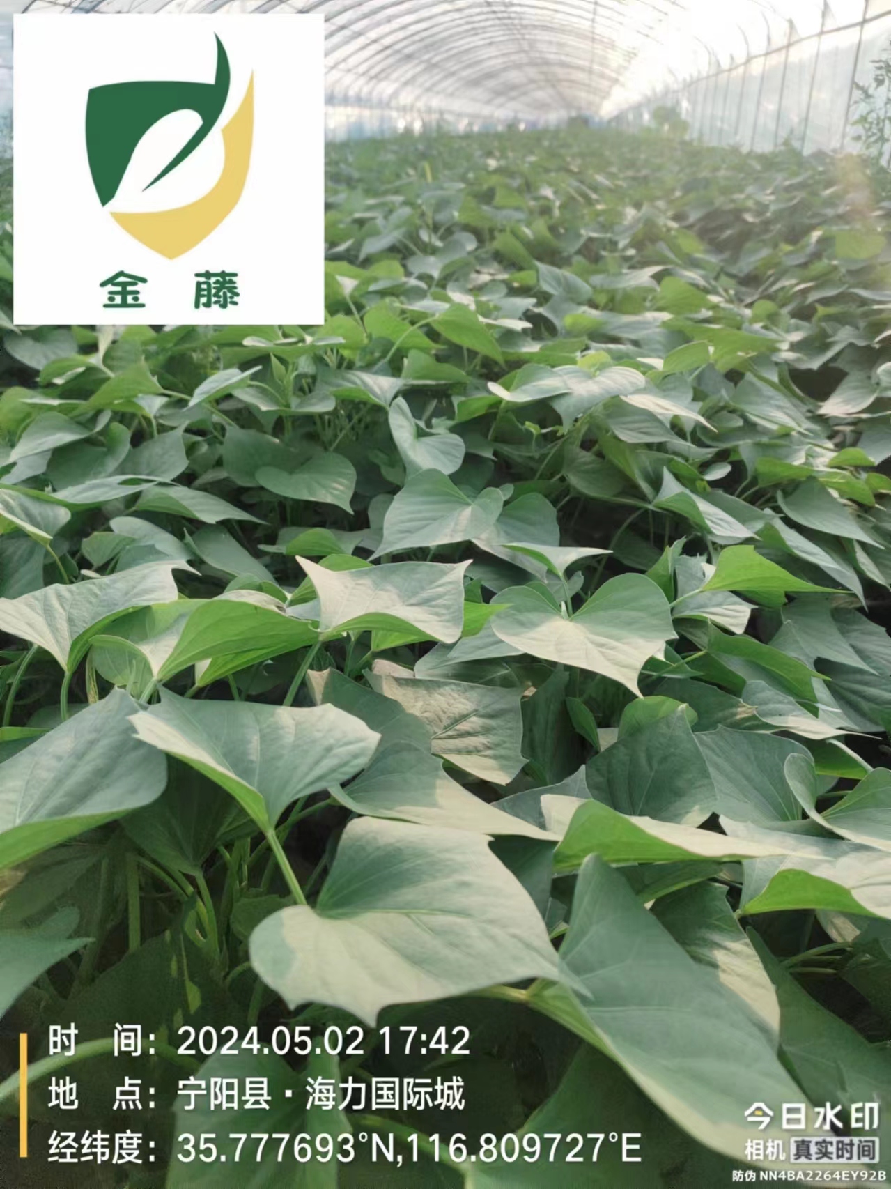 龙薯九号地瓜苗