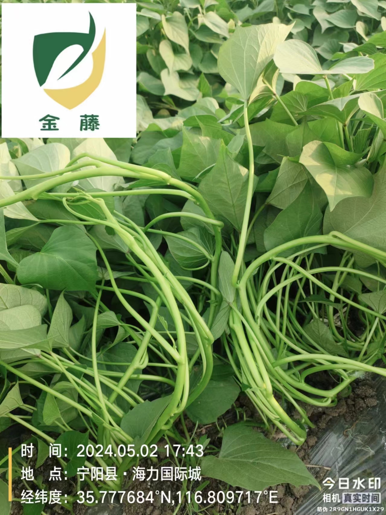龙薯九号价格